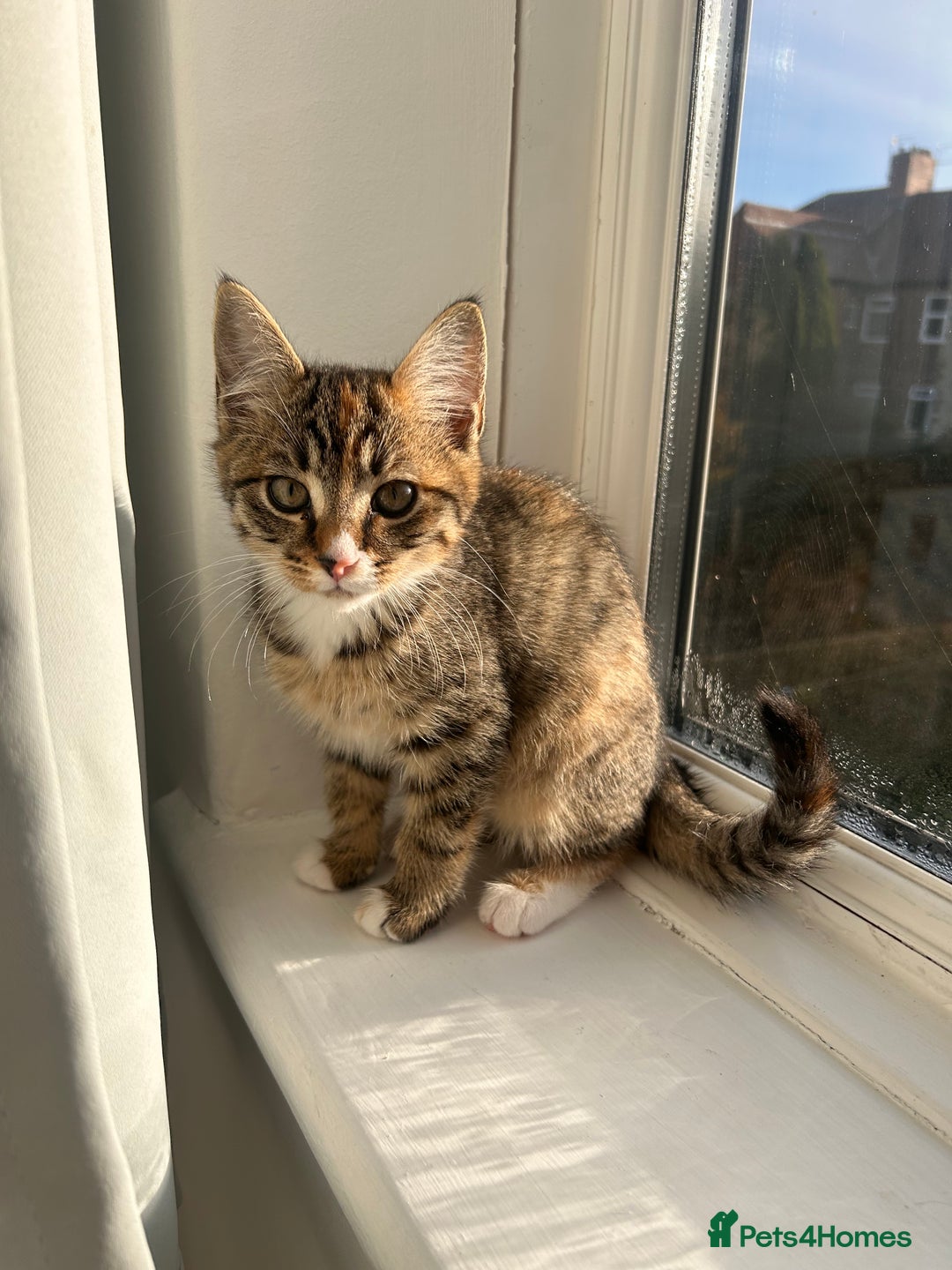 Mixed Breed cats for sale: Tabby kitten  - Image 6