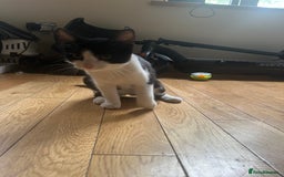 British Shorthair cats for sale: 1 black and white male cat for sale!!! - Image 4