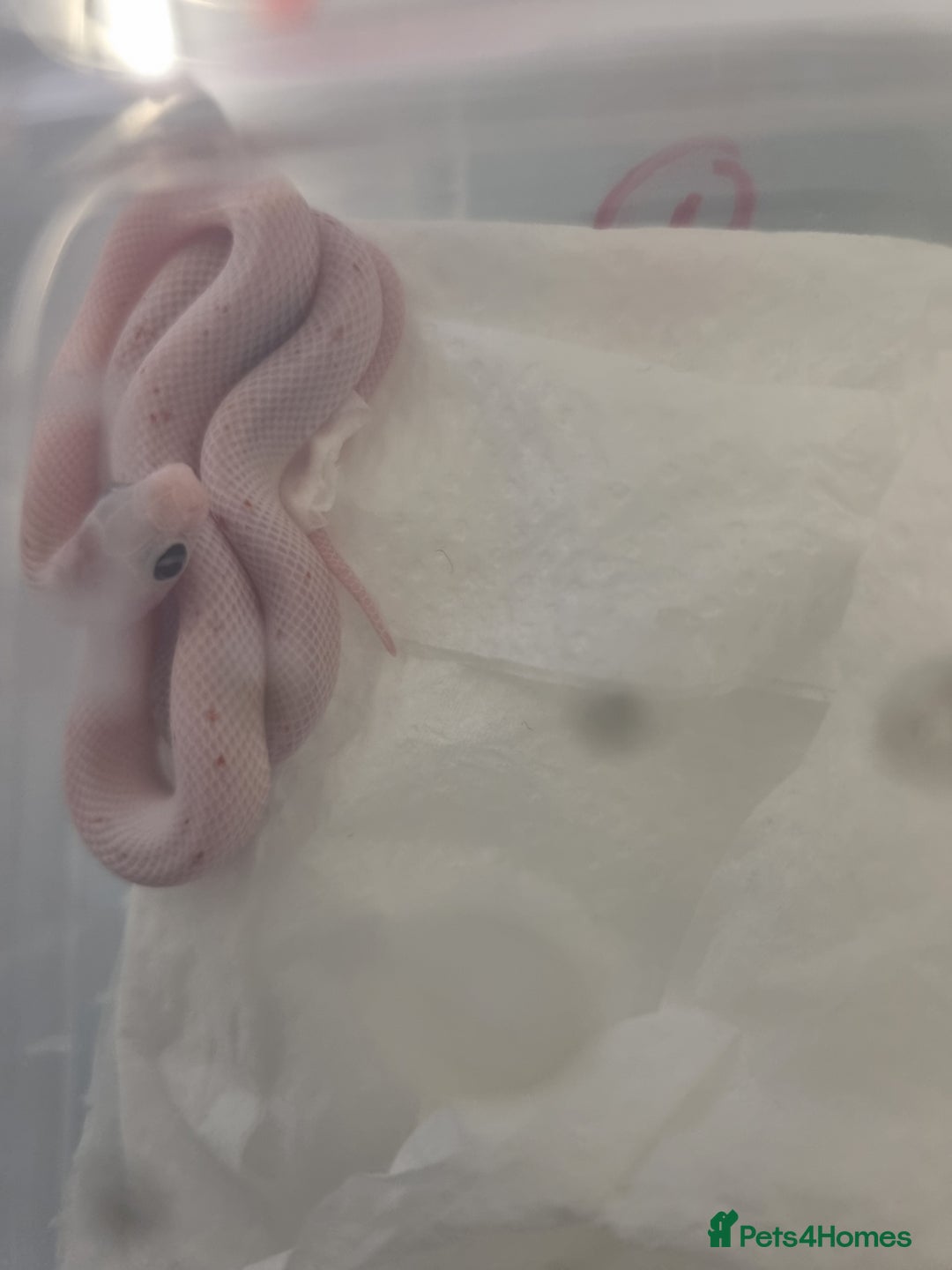 Corn Snake reptiles for sale: Hypo Cinder Palmetto babys - Image 3