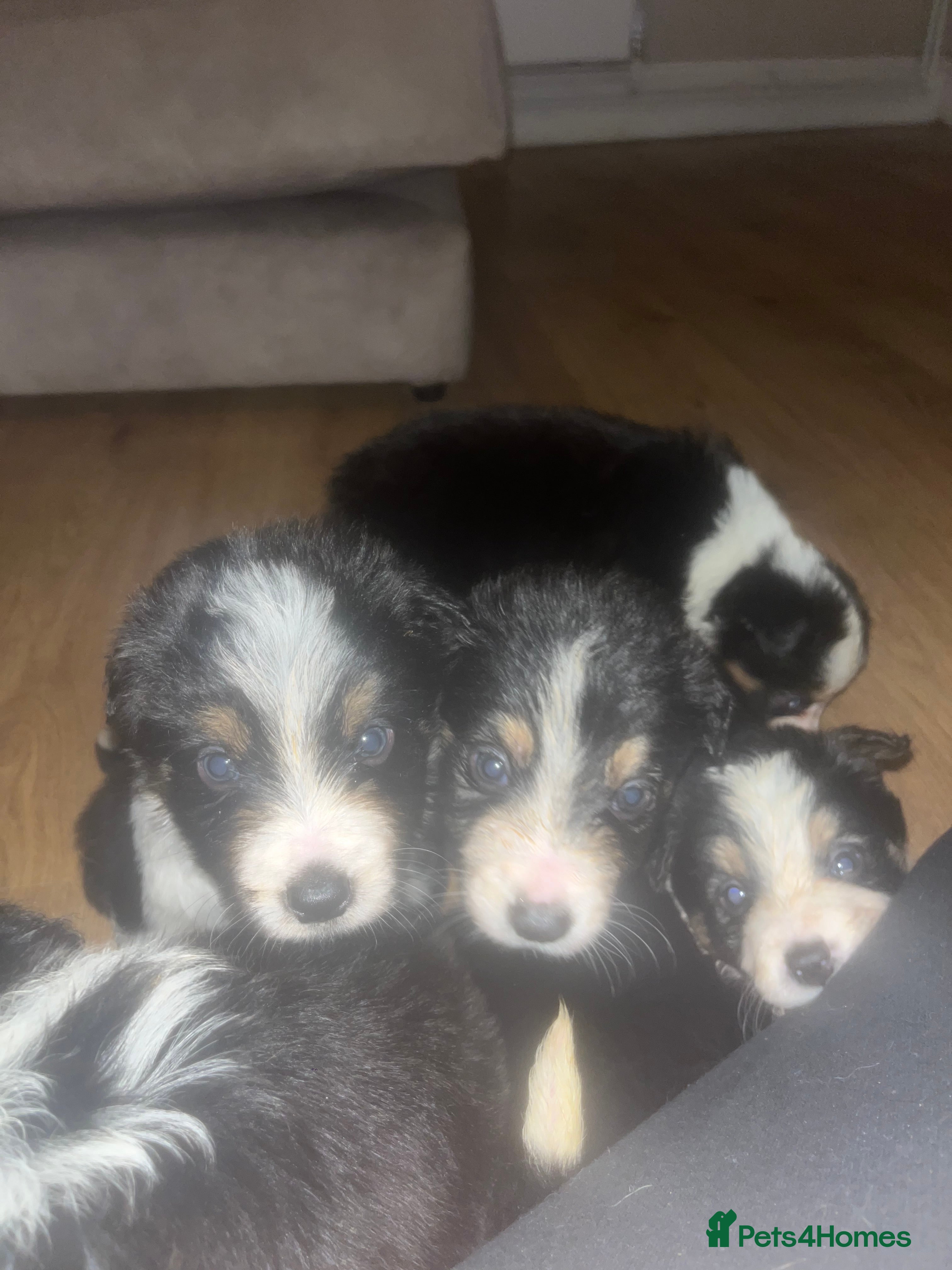 Border Collie dogs 6 beautiful tri border collie pups for sale  - Advert 12