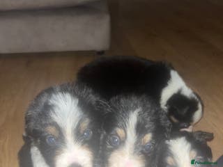 Border Collie dogs 6 beautiful tri border collie pups for sale - Advert 2