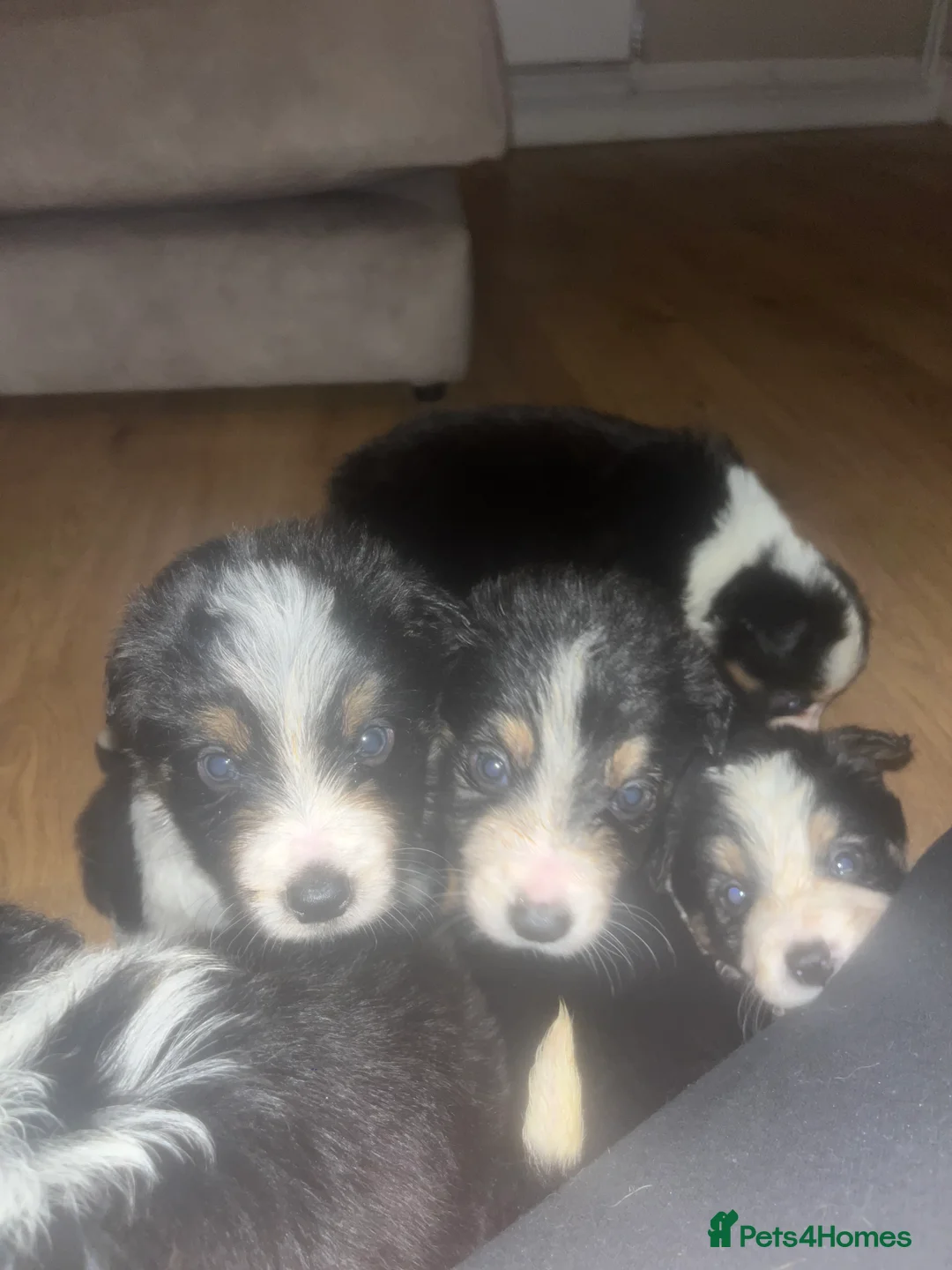 Border Collie dogs for sale: 6 beautiful tri border collie pups for sale  - Advert 3