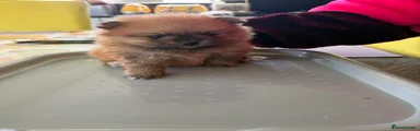Pomeranian Puppy 1