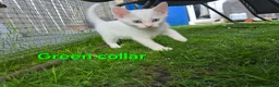 Mixed Breed cats for sale: 5 kittens ready for new homes in Southampton - Advert 13