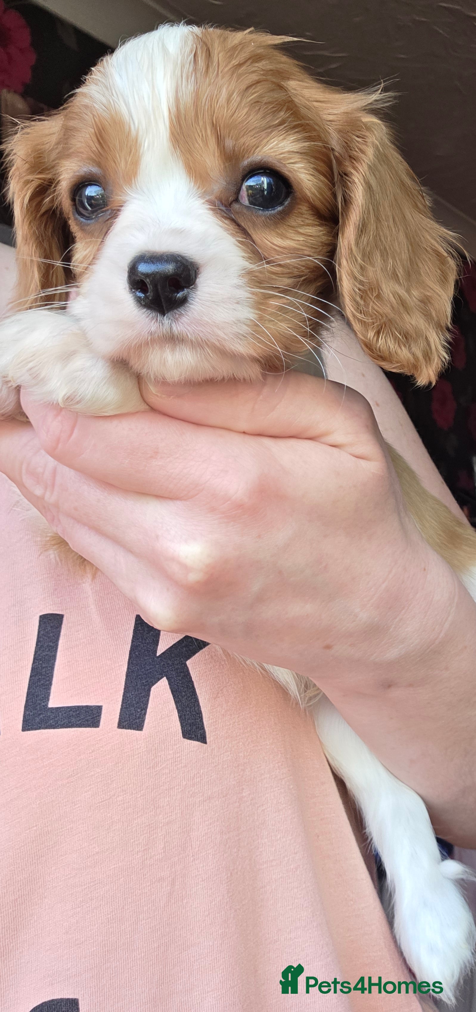 Cavalier King Charles Spaniel dogs Gorgeous Cavalier King Charles Puppies - Advert 8
