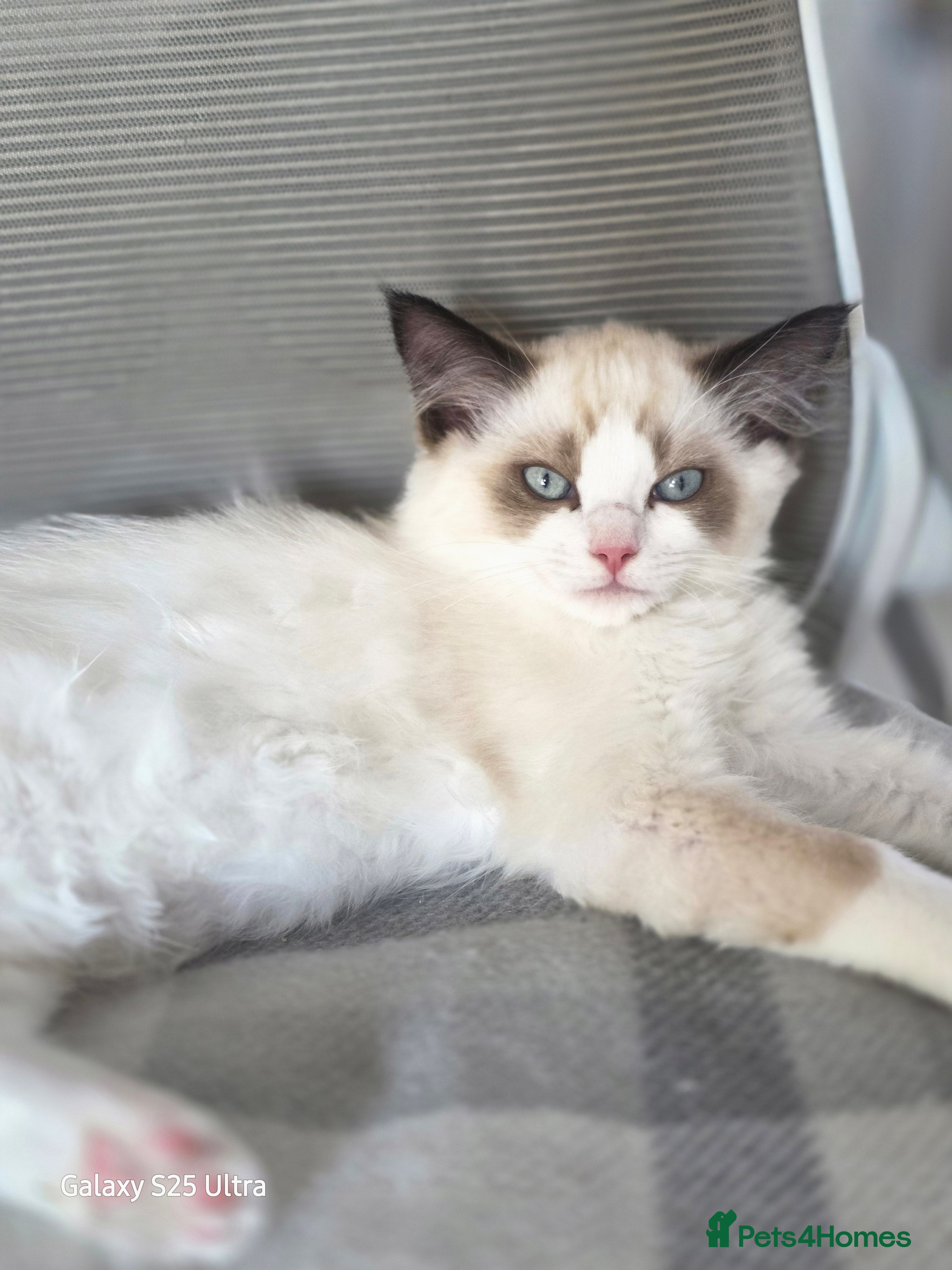Ragdoll cats GCCF 3 Girls – Ready for Their Forever Homes - Advert 2