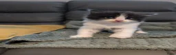 Mixed Breed cats for sale: Adorable kittens looking for forever home  in Pershore - Advert 37