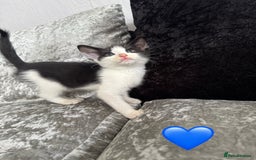 Mixed Breed cats for sale: Cute Kittens (all available) 5 female and 4 male - Image 8