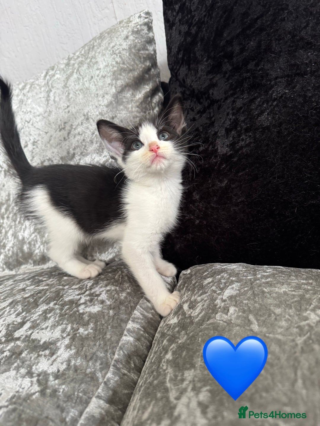 Mixed Breed cats for sale: Cute Kittens (all available) 5 female and 4 male - Image 8