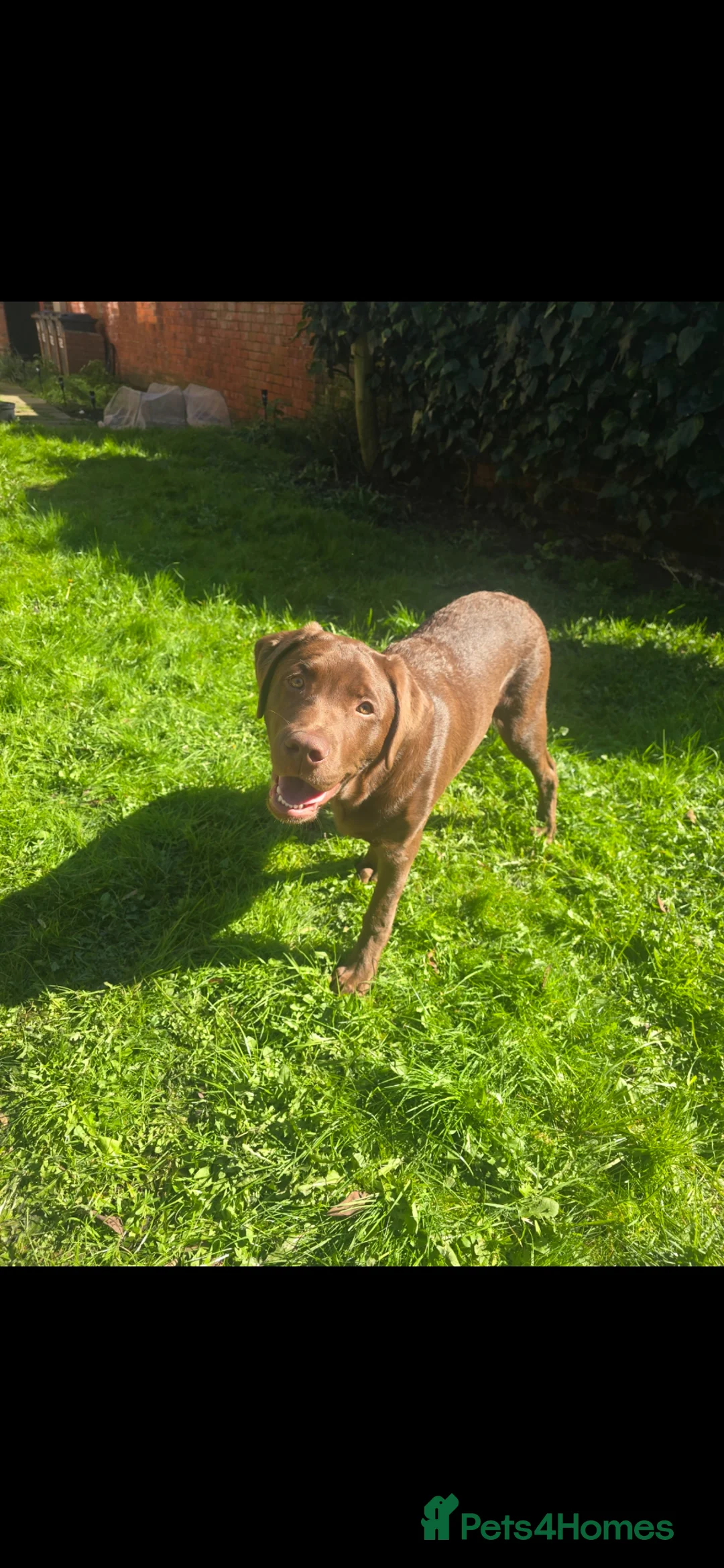 Labrador Retriever dogs for sale: Stunning trained Lab Pup desperate for a good home - Advert 1