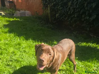 Labrador Retriever dogs Stunning trained Lab Pup desperate for a good home - Advert 2