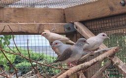 Finches birds for sale: ZEBRA FINCHES FOR SALE - Image 3