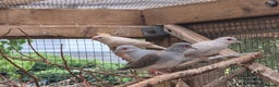 Finches birds for sale: ZEBRA FINCHES FOR SALE - Advert 3