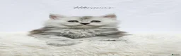 Maine Coon cats for sale: Beautiful Maine Coon kittens ( polydactyl)  - Advert 19
