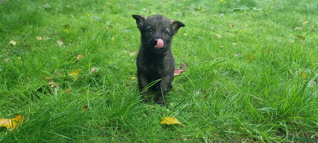 German Shepherd dogs for sale: German Shepherd Puppies - Image 7