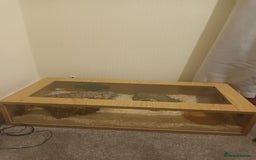 Python Snake reptiles for sale: Male ball python - Image 2