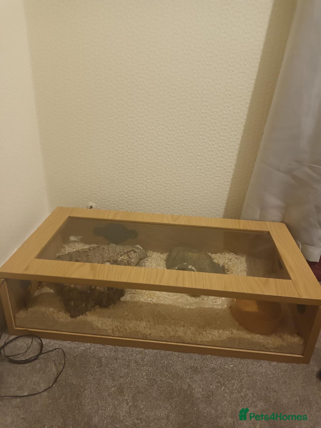 Python Snake reptiles for sale: Male ball python - Image 2