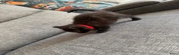 Maine Coon cats for sale: mainecoon kittens  - Advert 20
