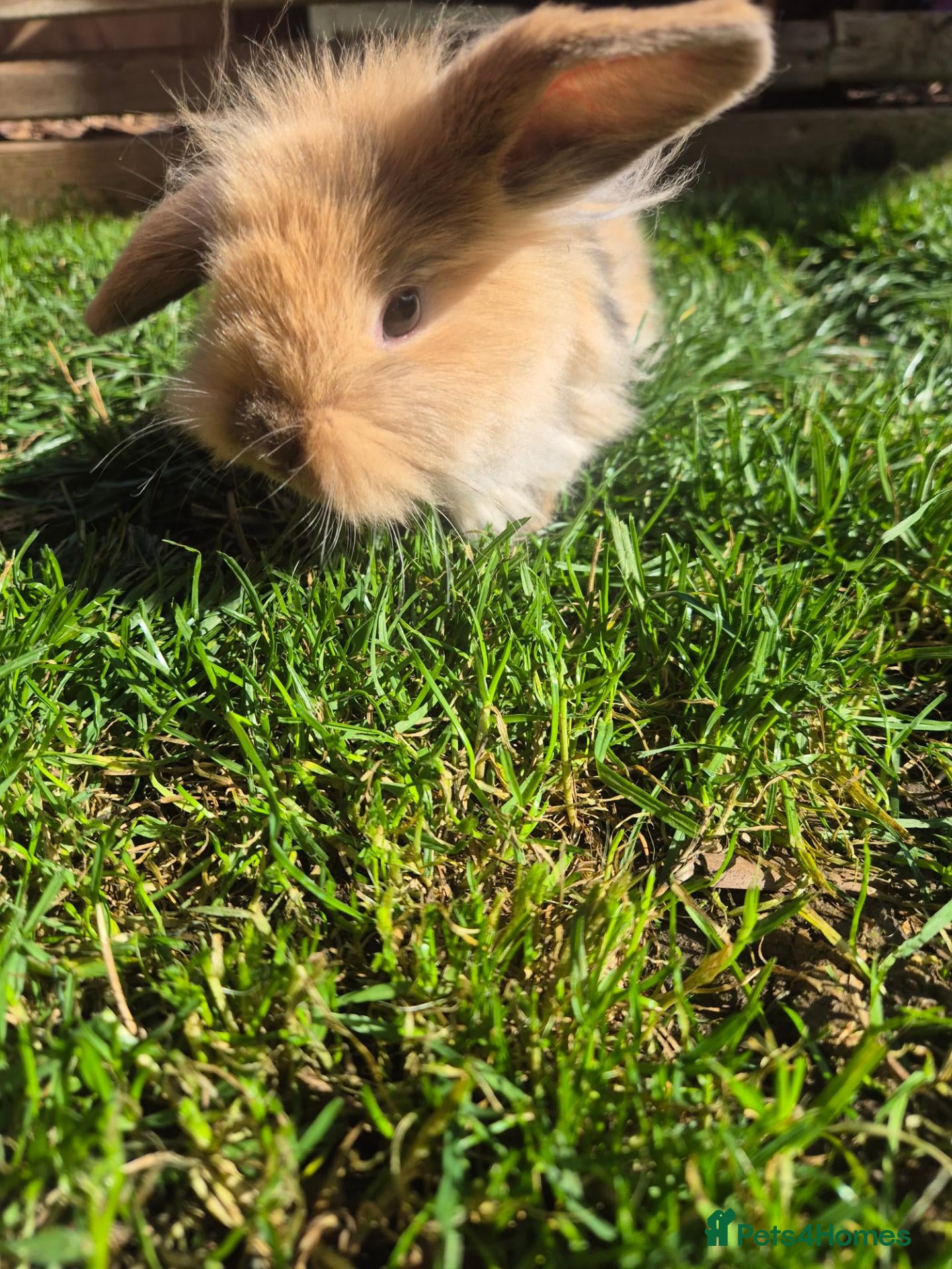 Mixed Breed rabbits LAST doe Kit ready now! - Advert 23