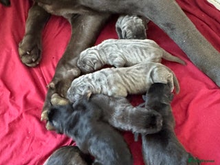 Cane Corso dogs - Advert 1