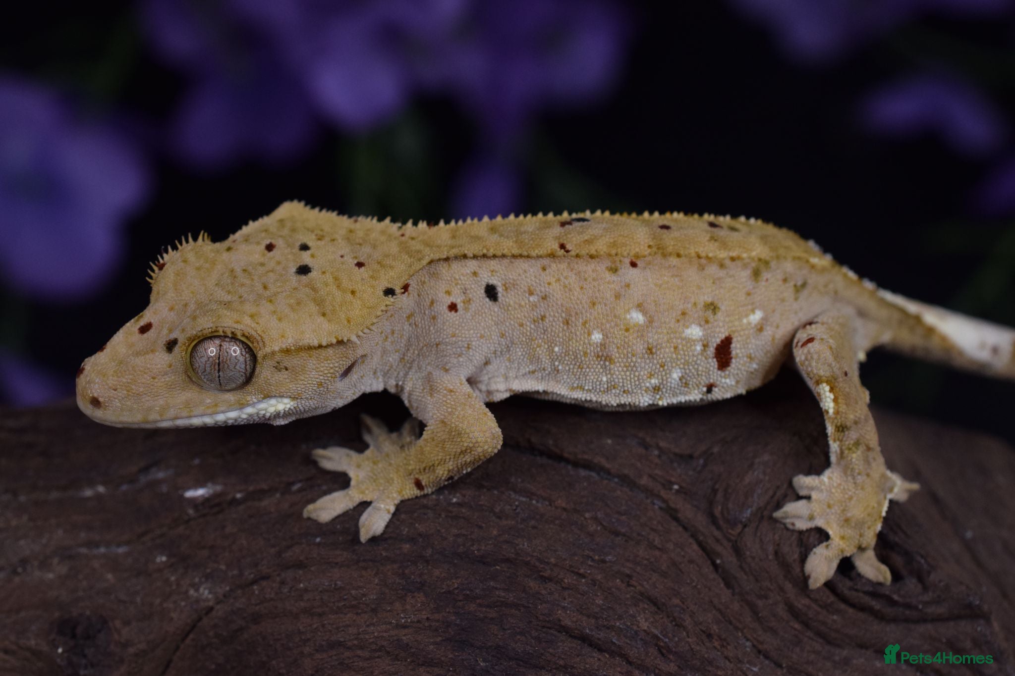 Gecko reptiles High end crested geckos - Advert 2