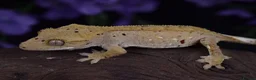 Gecko reptiles for sale: High end crested geckos - Advert 2
