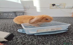 Mini Lop rabbits for sale: Bunny looking for a good home - Image 2