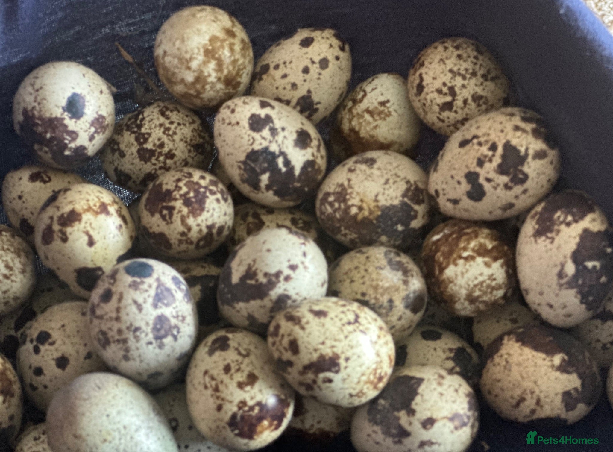 Quail poultry Trios of Quail & Hatching eggs  - Advert 6