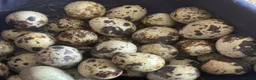 Quail poultry for sale: Trios of Quail & Hatching eggs  - Advert 1