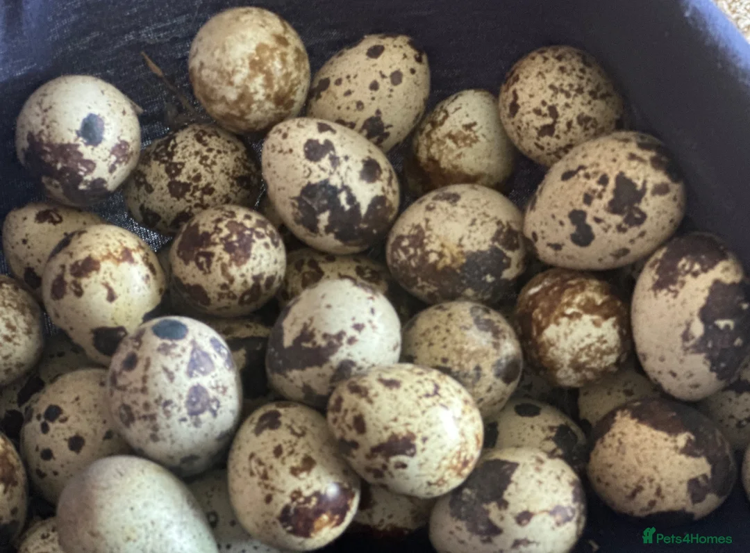 Quail poultry for sale: Trios of Quail & Hatching eggs  - Advert 1