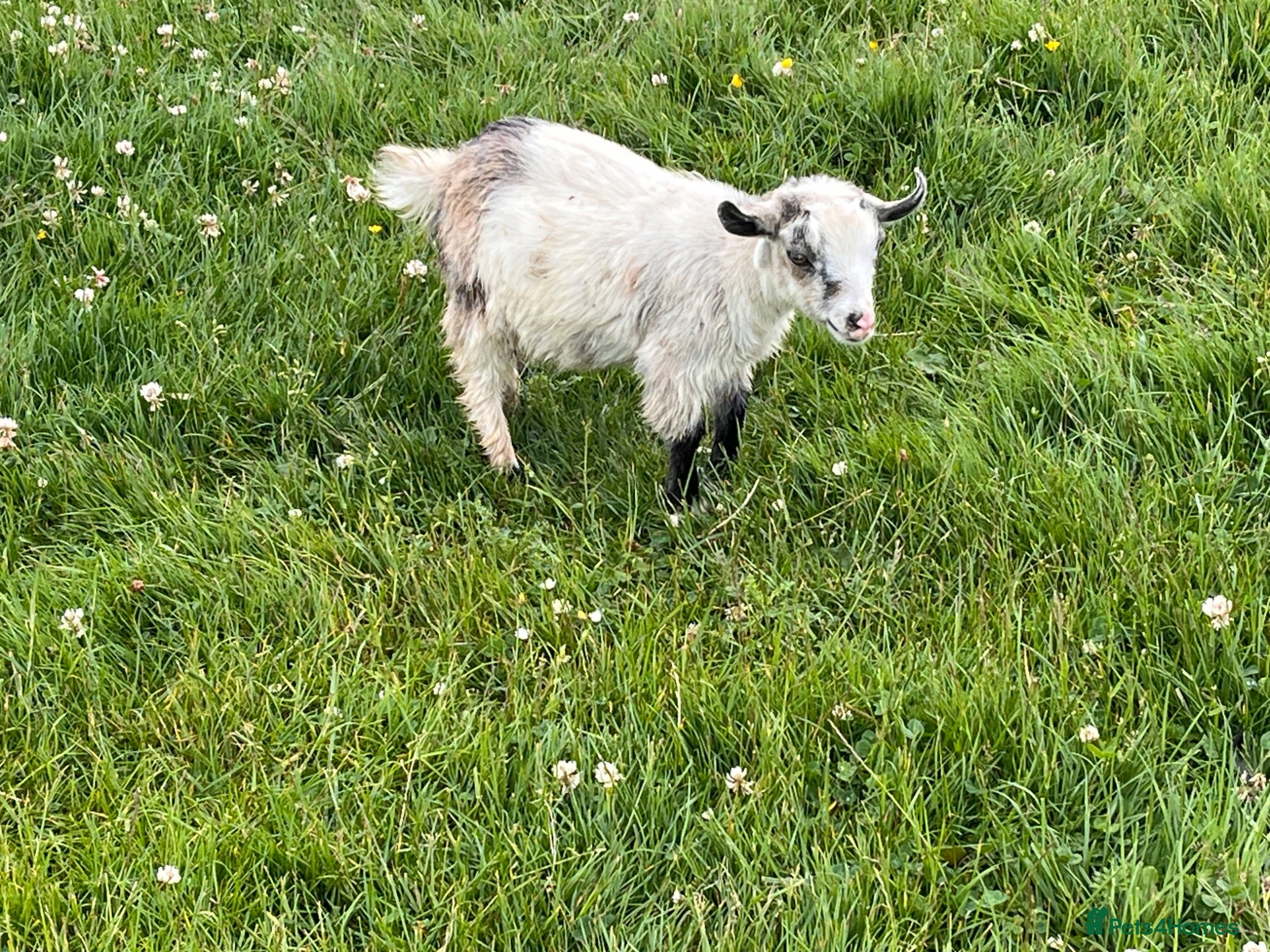 Goats livestock 12 week old castrated and dehorned Pygmy goats  - Advert 7