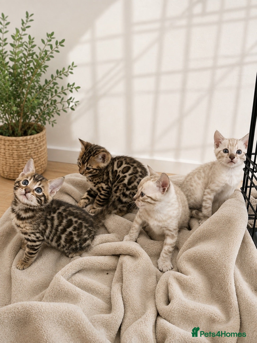 Bengal cats 3 Bengal kittens left  - Advert 6