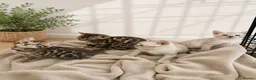Bengal cats for sale: 3 Bengal kittens left  - Advert 1
