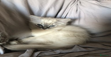 Ragdoll cats - Advert 5