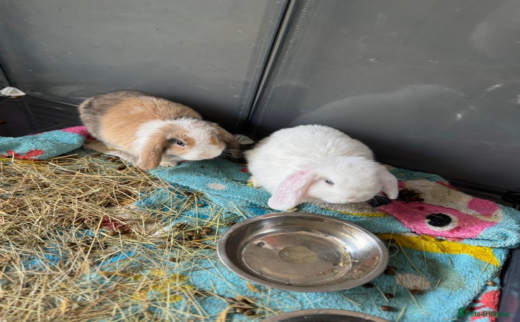 Mini Lop rabbits - Advert 1