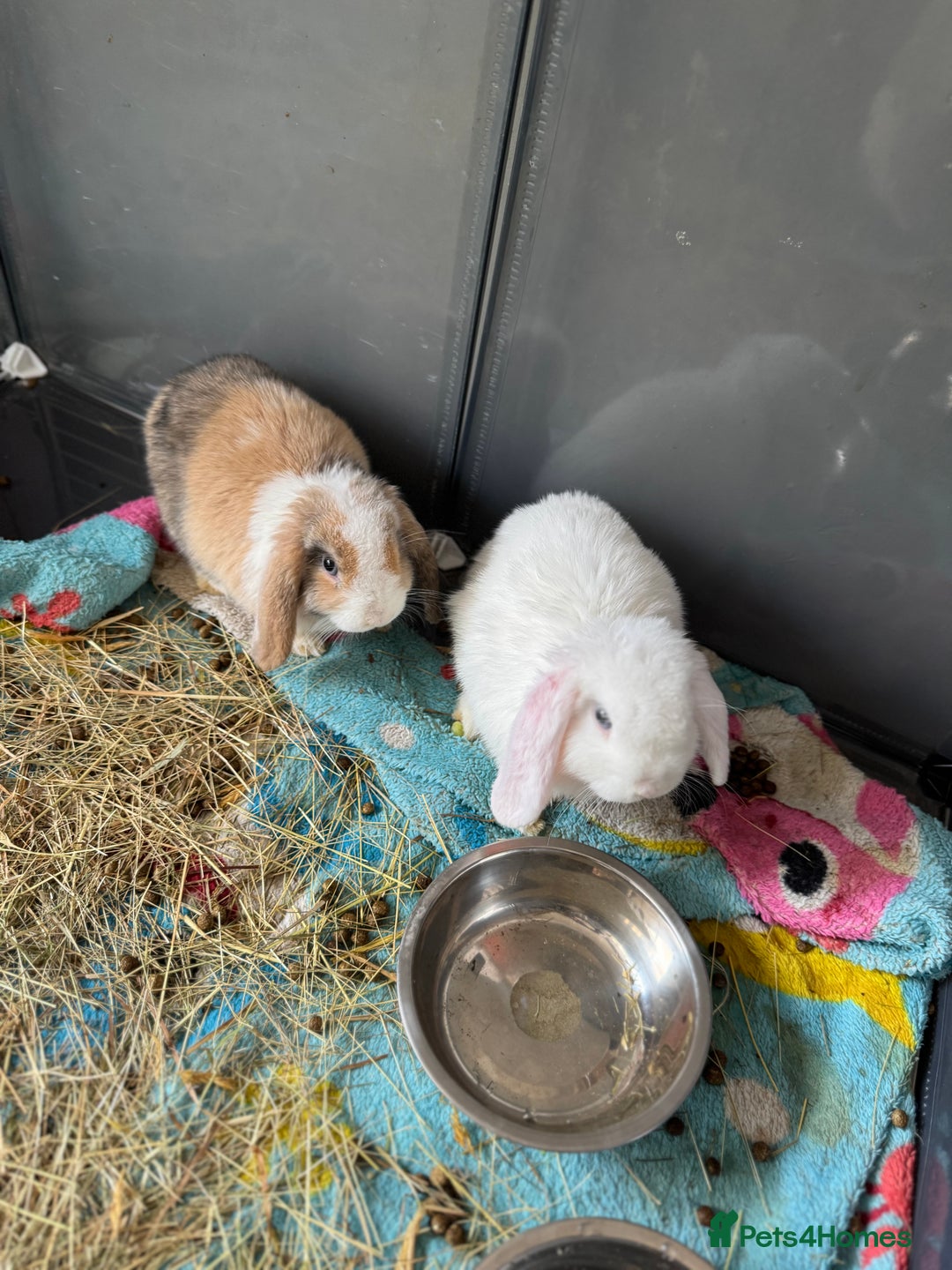 Mini Lop rabbits for sale: 2 male mini lops  - Image 1