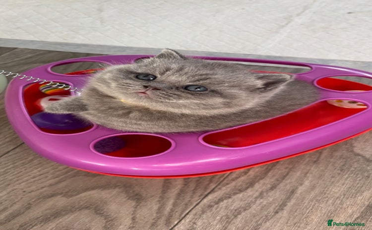 British Shorthair cats 🧸✨6 Chunky British Shorthair Kittens For Sale✨🧸 - Advert 11