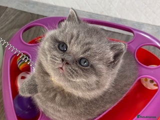 British Shorthair cats 🧸✨6 Chunky British Shorthair Kittens For Sale✨🧸 - Advert 10