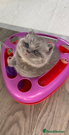 British Shorthair cats 🧸✨6 Chunky British Shorthair Kittens For Sale✨🧸 - Advert 11