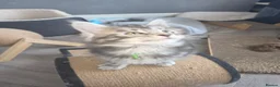Maine Coon cats for sale: Beautiful purebred Main Coons kittens for sale  - Advert 4