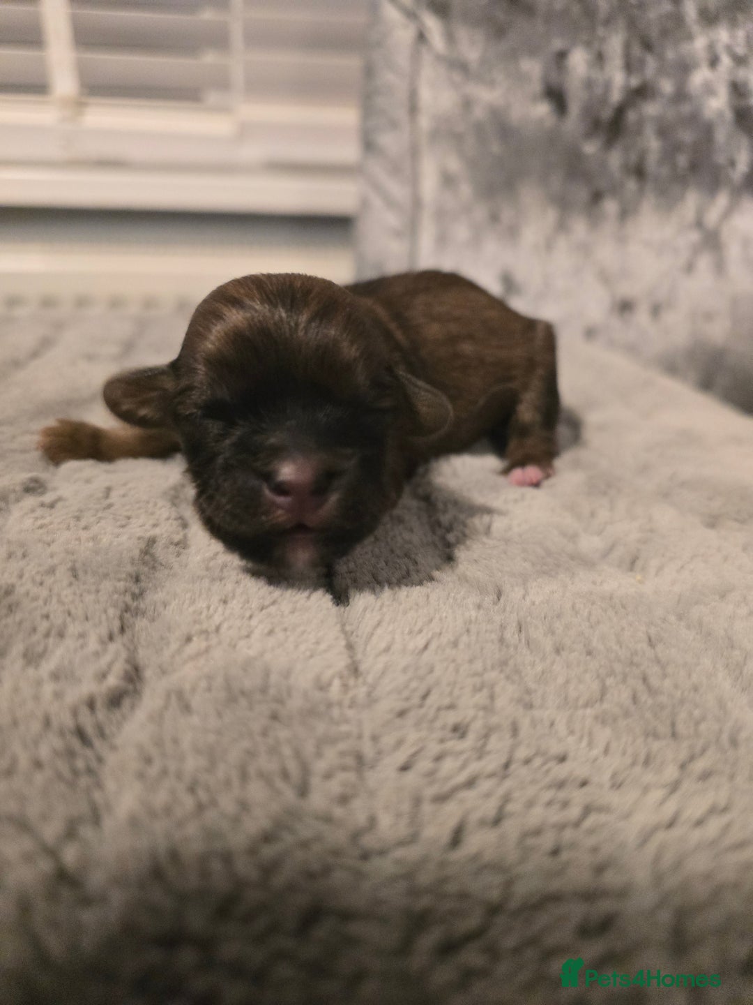 Shihpoo dogs for sale: Shihpoo babies  - Advert 7