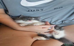 Ragdoll cats for sale: Last gorgous kitten - Image 8