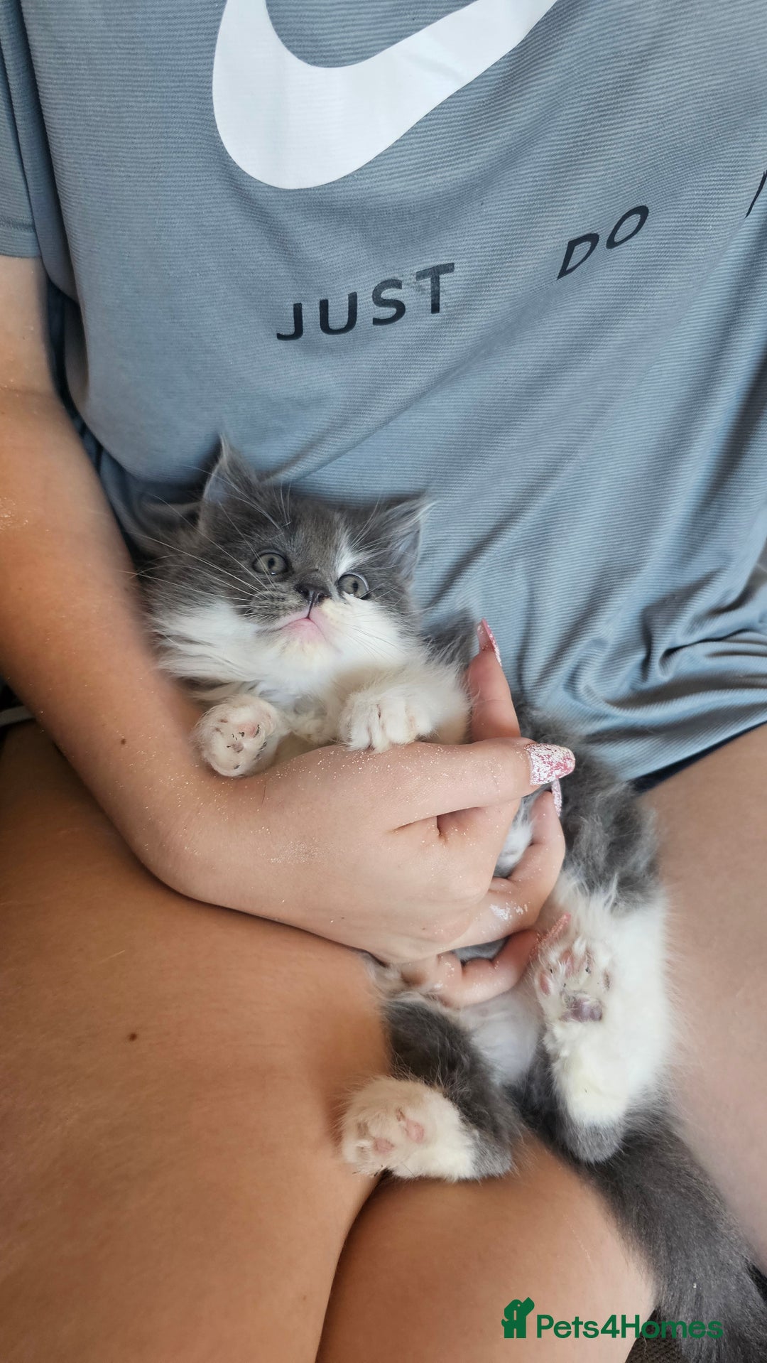 Ragdoll cats for sale: Last gorgous kitten - Image 8