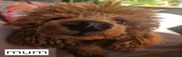 Toy Poodle dogs for sale:  Licensed breeder, kc DNA CLEAR tiny toy poodles! - Advert 32