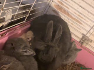 Mini Lop rabbits Lion head / mini lop mix baby male rabbits - Advert 1