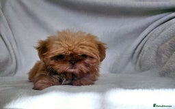 Shih Tzu dogs for sale: Ready now looking for their forever homes  - Image 7