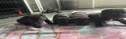 Staffordshire Bull Terrier dogs for sale: Stunning Brindle Staffordshire bull terriers - Advert 5