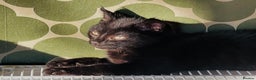 Mixed Breed cats for sale: Very happy black male kitten - Advert 3