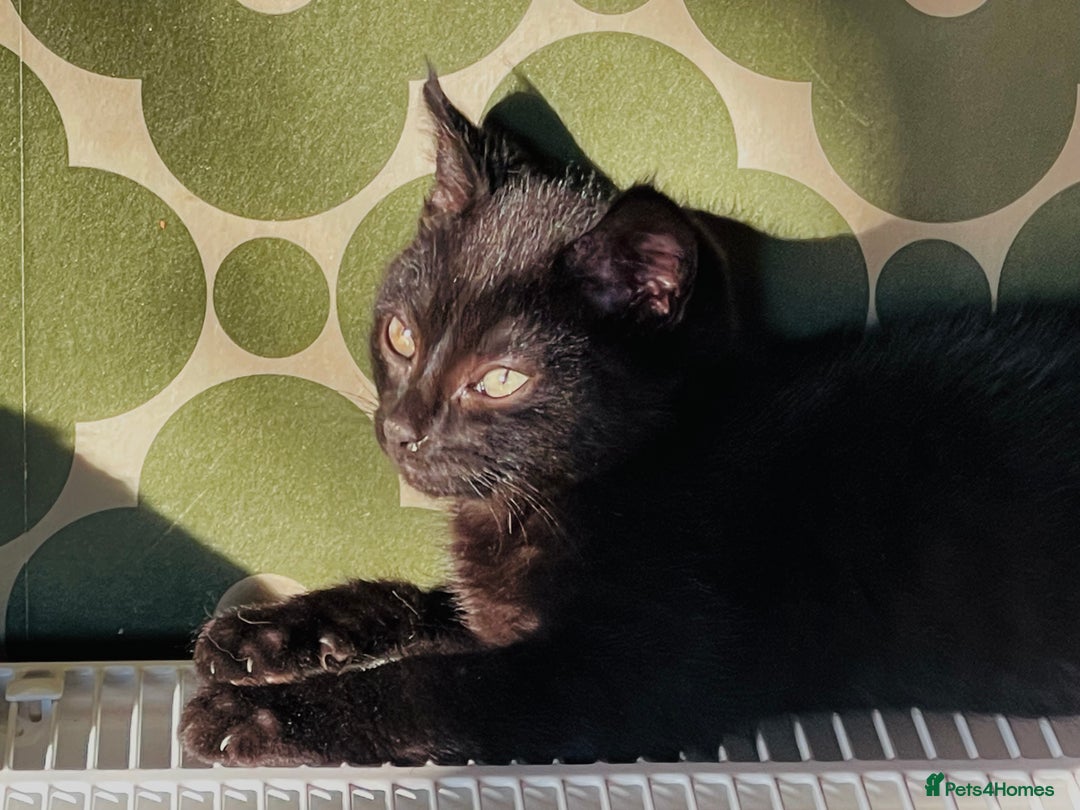Mixed Breed cats for sale: Very happy black male kitten - Advert 3