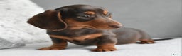 Miniature Dachshund dogs for sale: Miniature Dachshund Boys **READY NOW** - Advert 13
